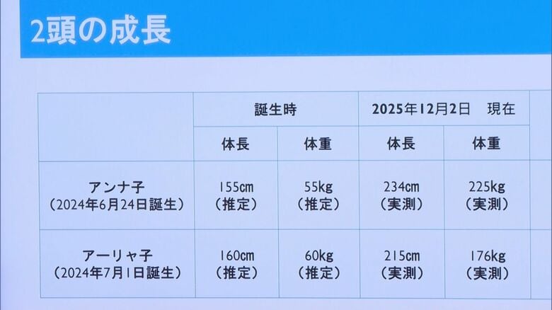 子イルカの成長記録（2025年12月2日時点）