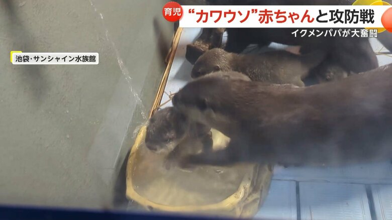 水遊びしたい赤ちゃんを巣箱に戻そうと奮闘するコツメカワウソのお父さん②