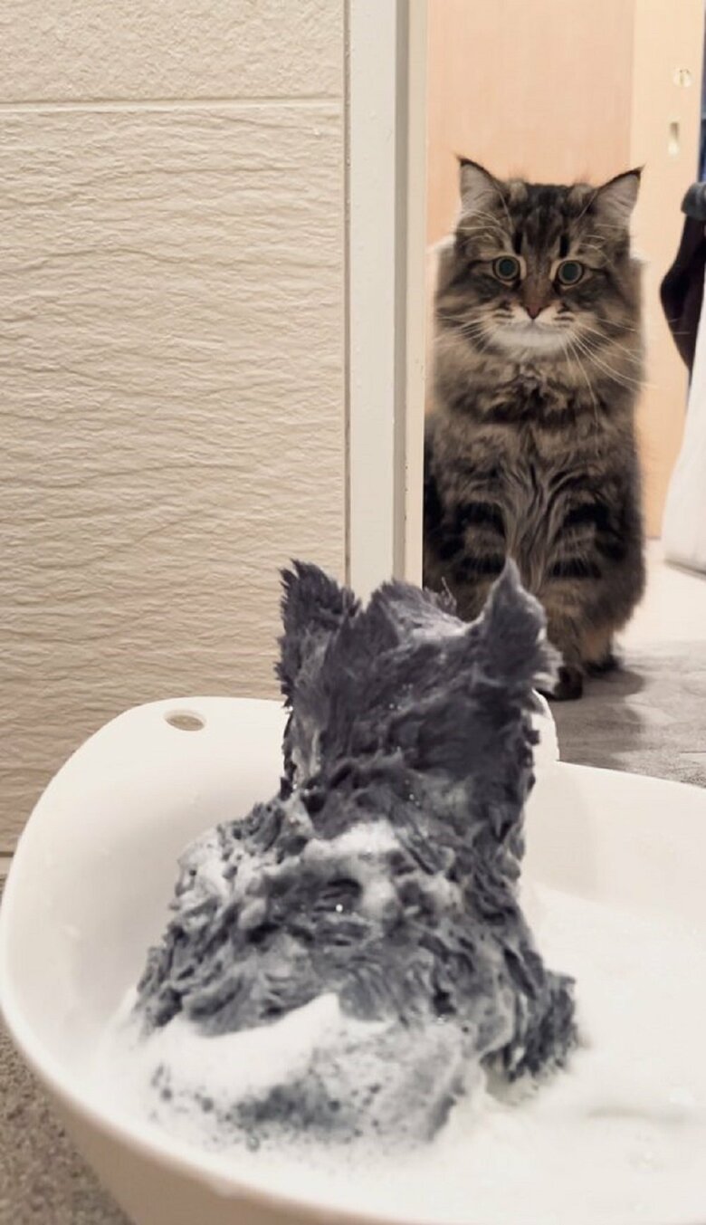 お気に入りのぬいぐるみを洗い中　せつない表情
