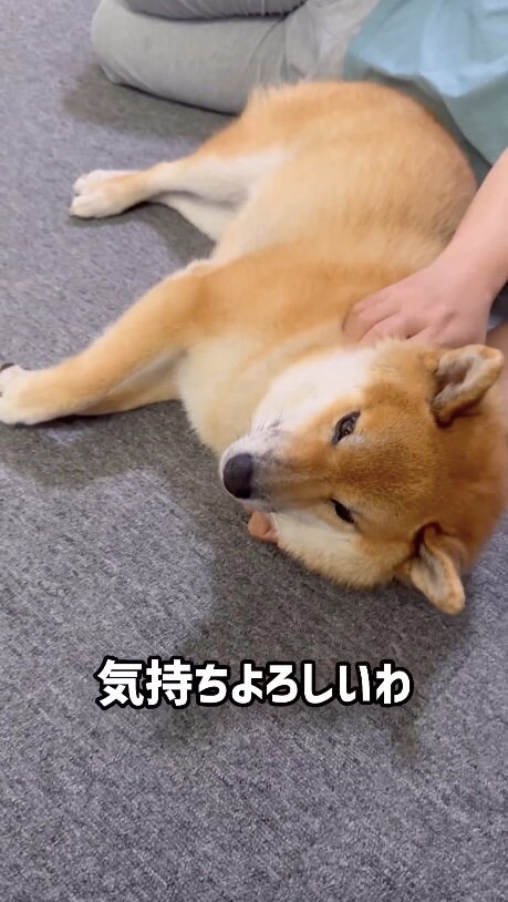 提供：柴犬ぽてとさん