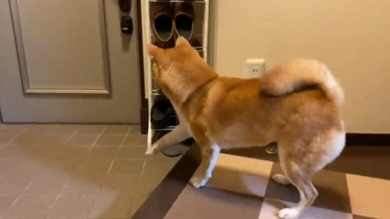 帰ってくるのを察知すると気持ちが前のめり