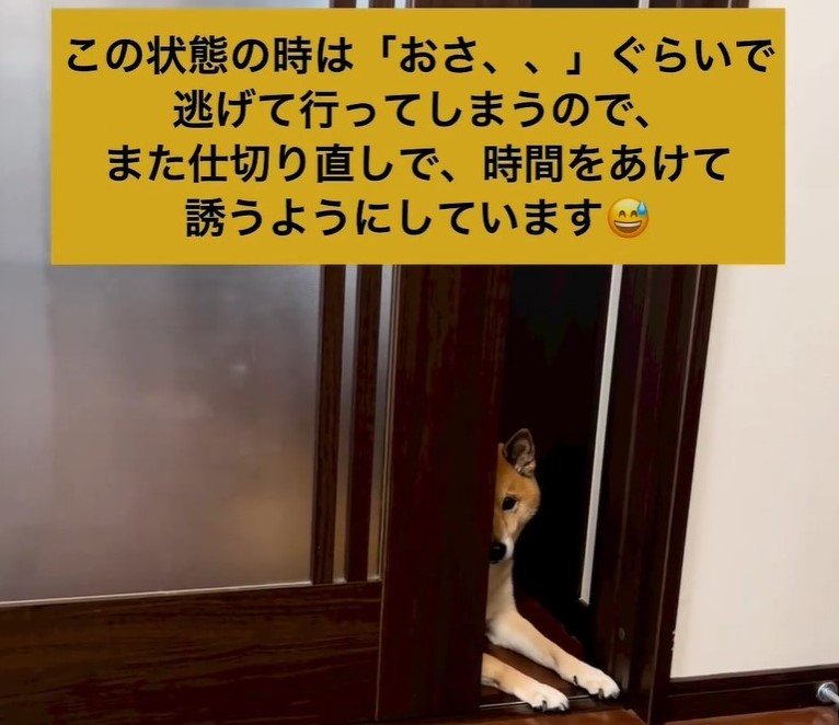 散歩の雰囲気を察するとこうなることも