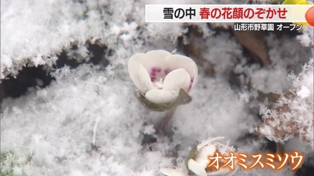 オオミスミソウ（雪割草とも言われる）落ち葉の下から顔をのぞかせ、花弁と重なる紅色の雄しべ・三角の葉が印象的