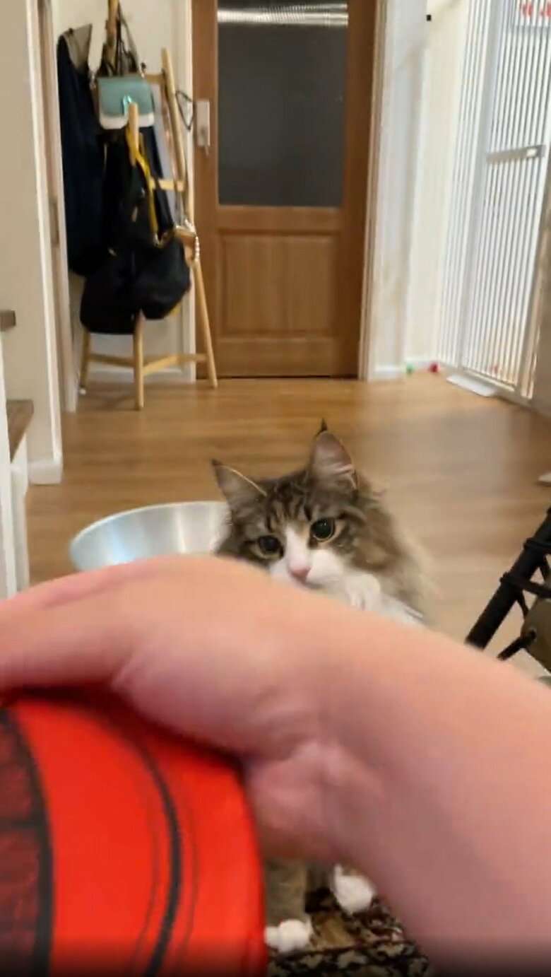 提供：しろあん でっかい北欧猫さん