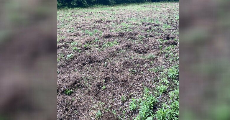 畑に残されたイノシシと思われる足跡