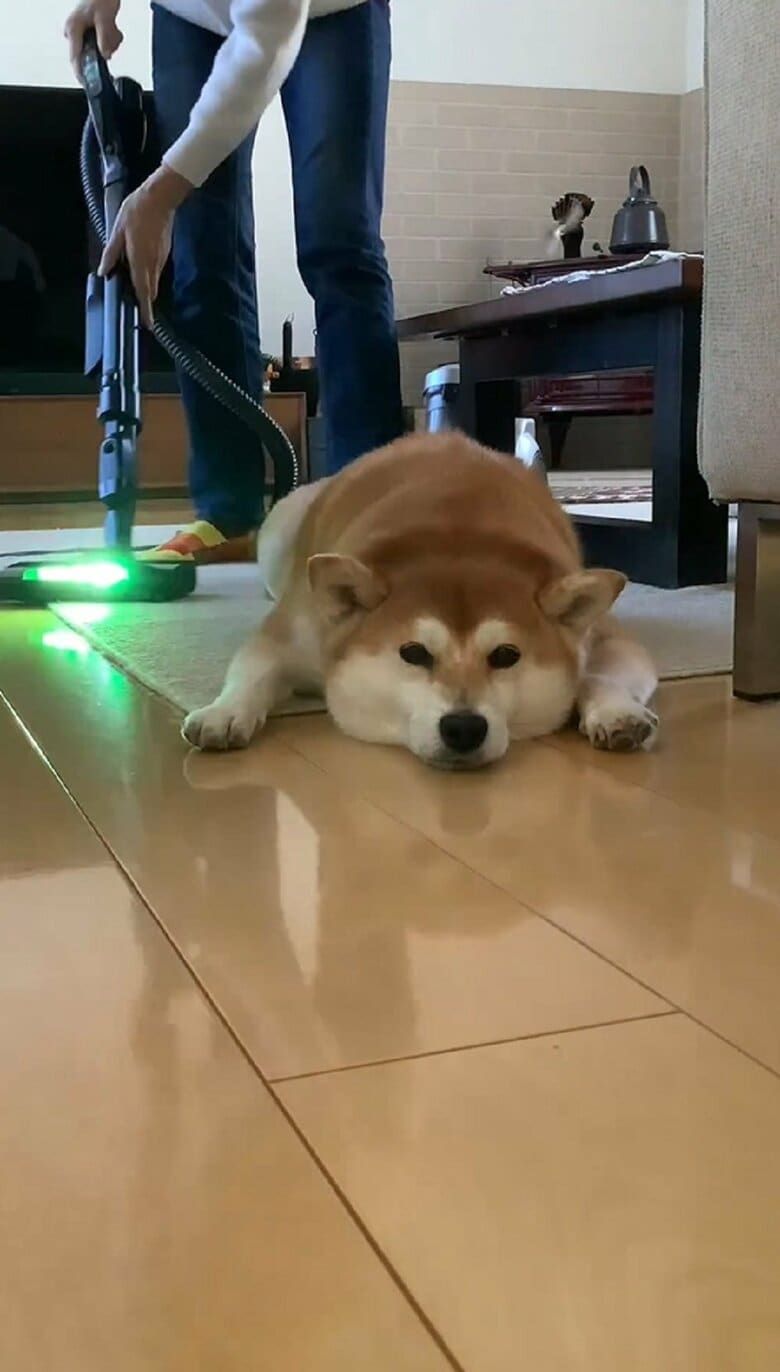 全く動こうとしない