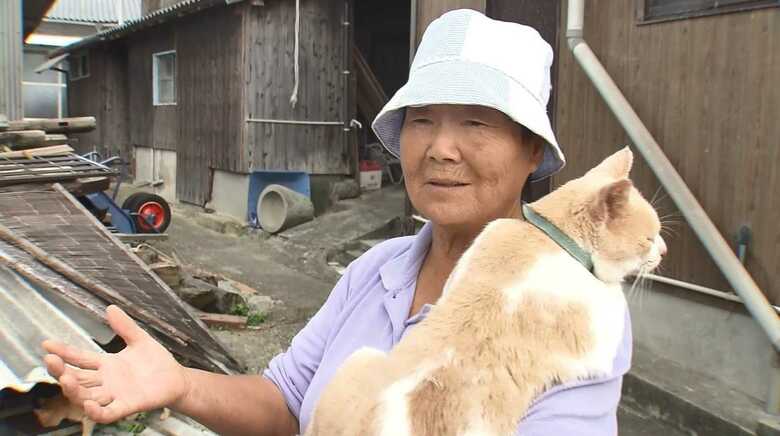 ネコの世話をしている68歳の女性