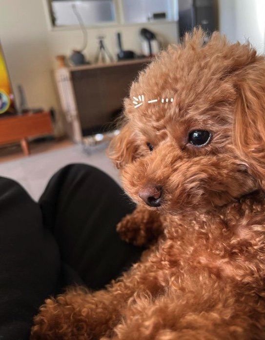 提供：トイプードル ディノセナとジュリさん