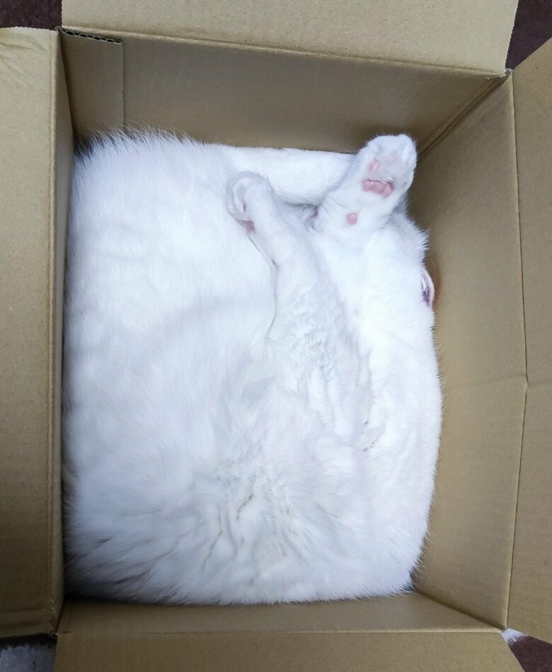 可愛らしい肉球がしっかり見えている