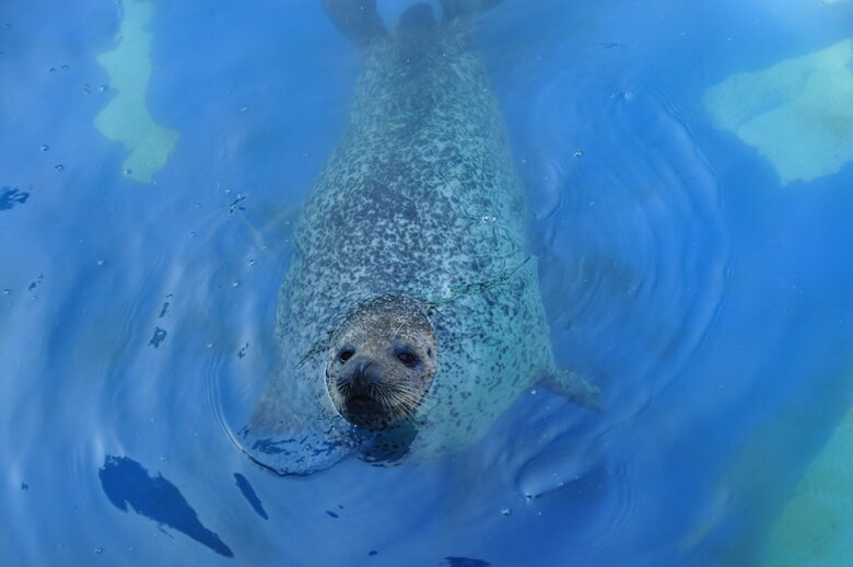 水から顔を出す（提供：名古屋市東山動植物園）