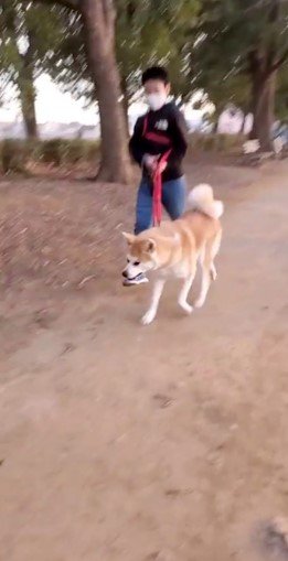 提供：秋田犬 杏(あん)と蓮(れん)さん