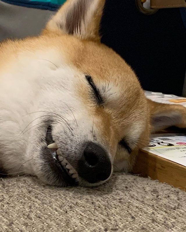 提供：柴犬 しんさん