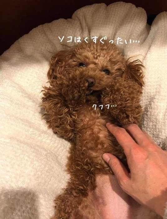 提供：トイプードル ディノセナとジュリさん