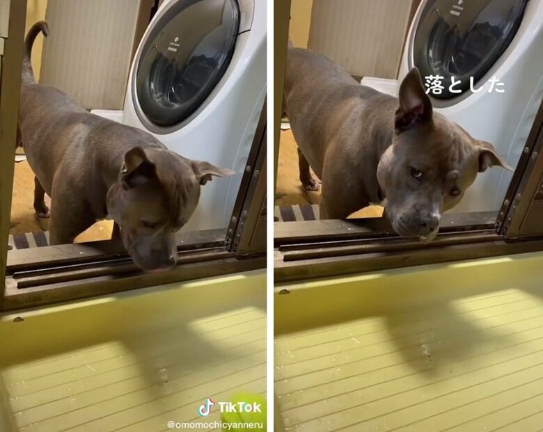 自分でボールを落とすおもちくん