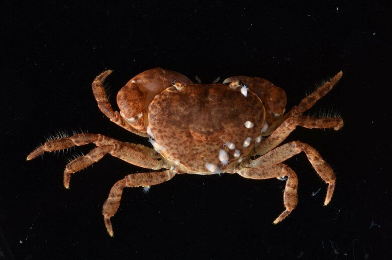 ヤマタロウヤドリツノムシが付着したミカゲサワガニ（提供：上野大輔准教授）