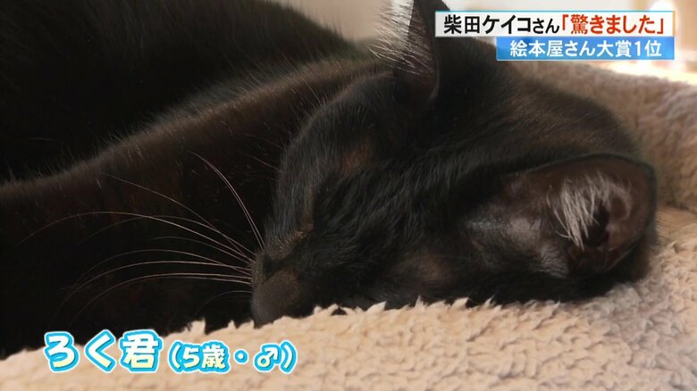 アトリエの看板ネコ“ろく君”