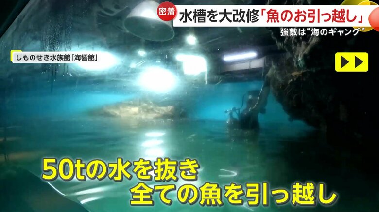 50tもの水を抜いて全ての魚を引っ越し（山口・下関市にある水族館「海響館」）