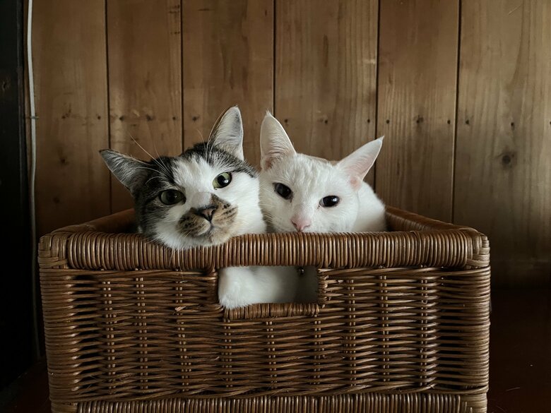 提供：いのうえもんぺさん