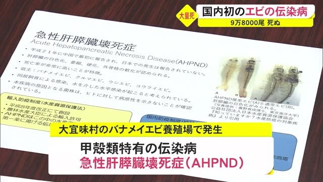 エビ大量死 国内初確認の伝染病発生