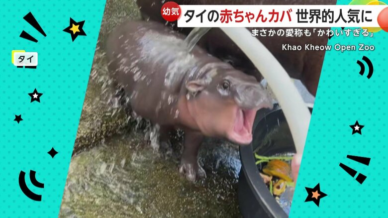 大口開けてリアクションする赤ちゃんカバ