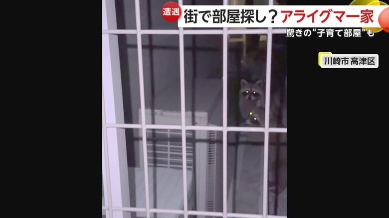 安住の地を求めるアライグマの家族（アメリカ・コロラド州）
