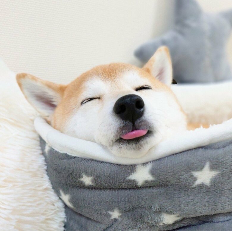 提供：柴犬チャーミーさん