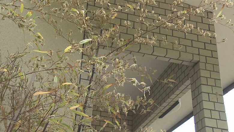 クロチク