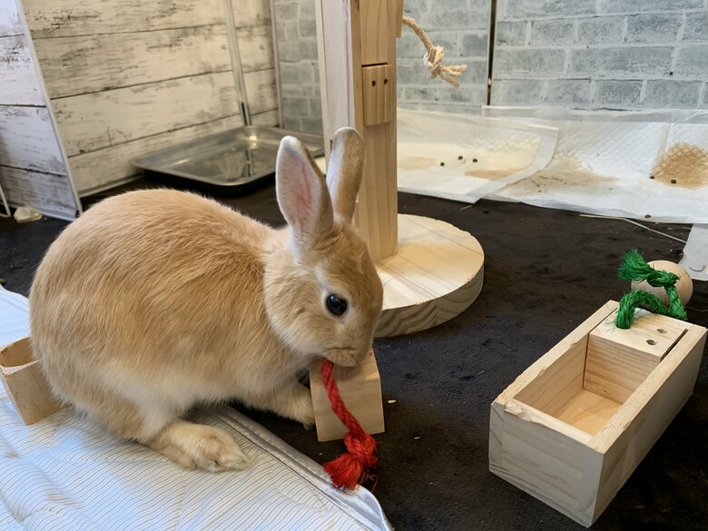 提供：げんまいとうるちさん