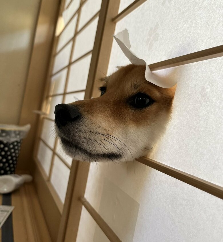 現在は穴を大きくして顔を丸々入れている