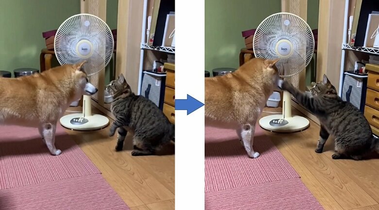 ちょっかいをかけるここちゃんへモモちゃんのパンチ！