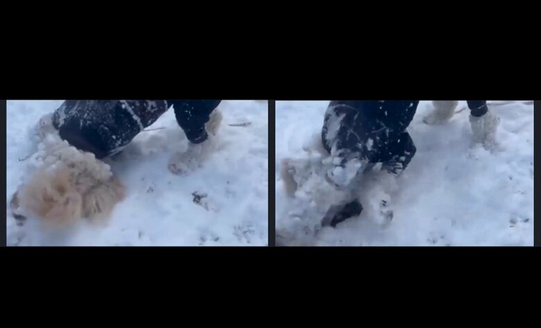 雪に顔をこすっている（提供：hair.axis）