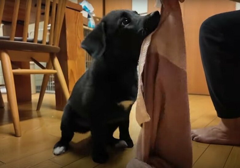 タオルで遊び中