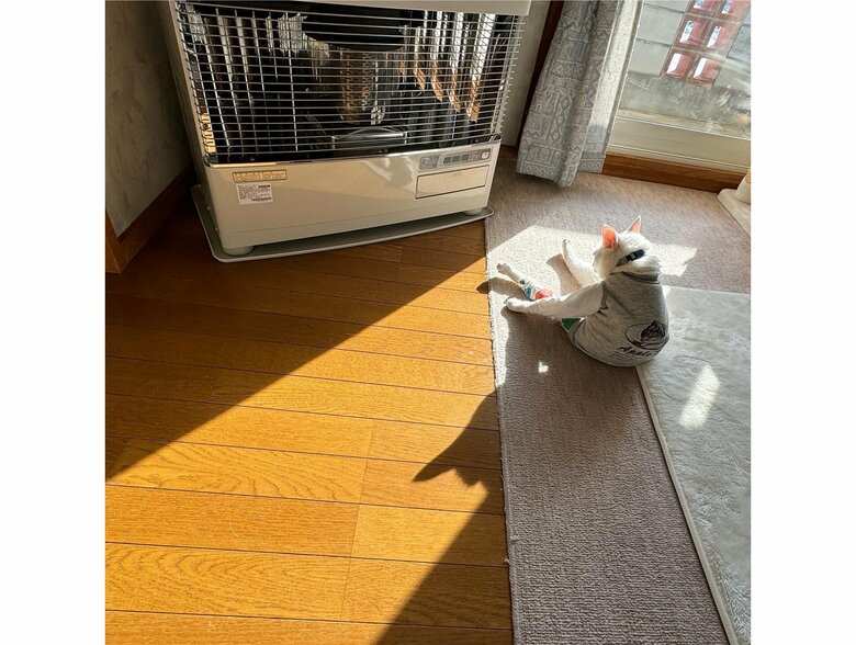 この日もストーブの前にいる（提供：しんばぷーさん）