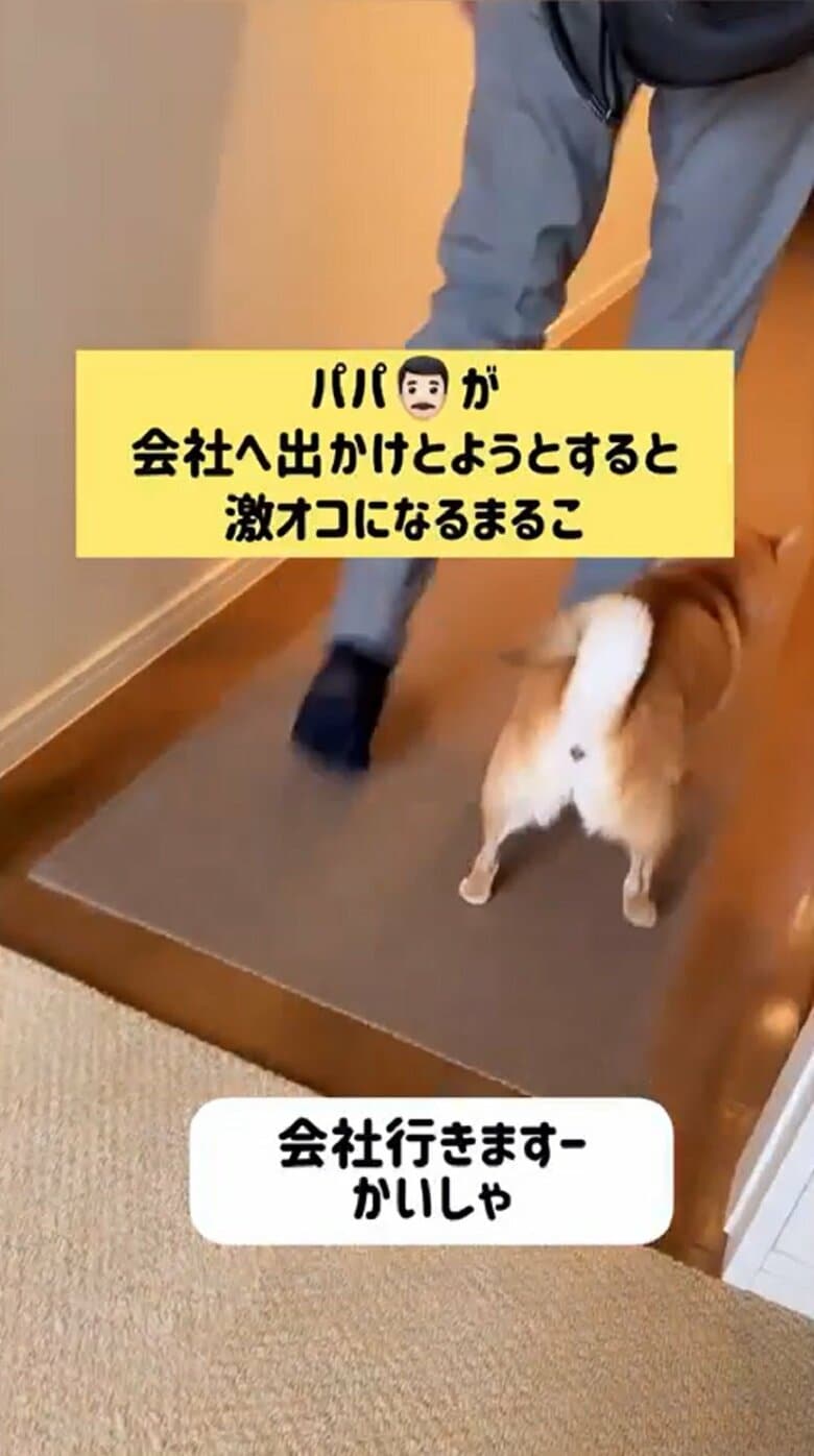 ズボンの裾をかんだりしてパパさんの足に絡みついて