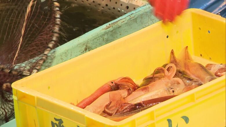 水揚げされたスルメイカ