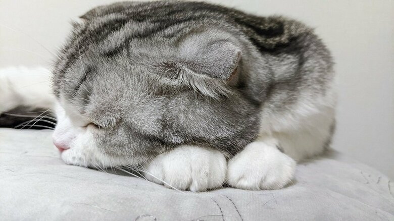 前脚をそろえて寝ている倫太郎くん