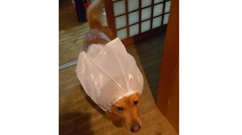 お母さん手作りのかっぱ