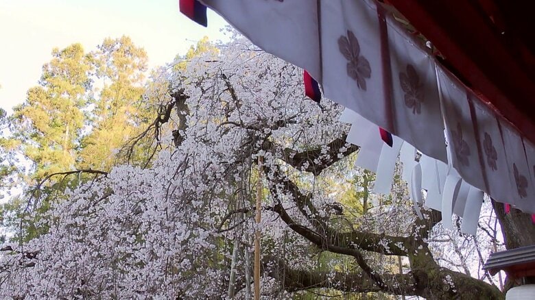 いわき市の天然記念物