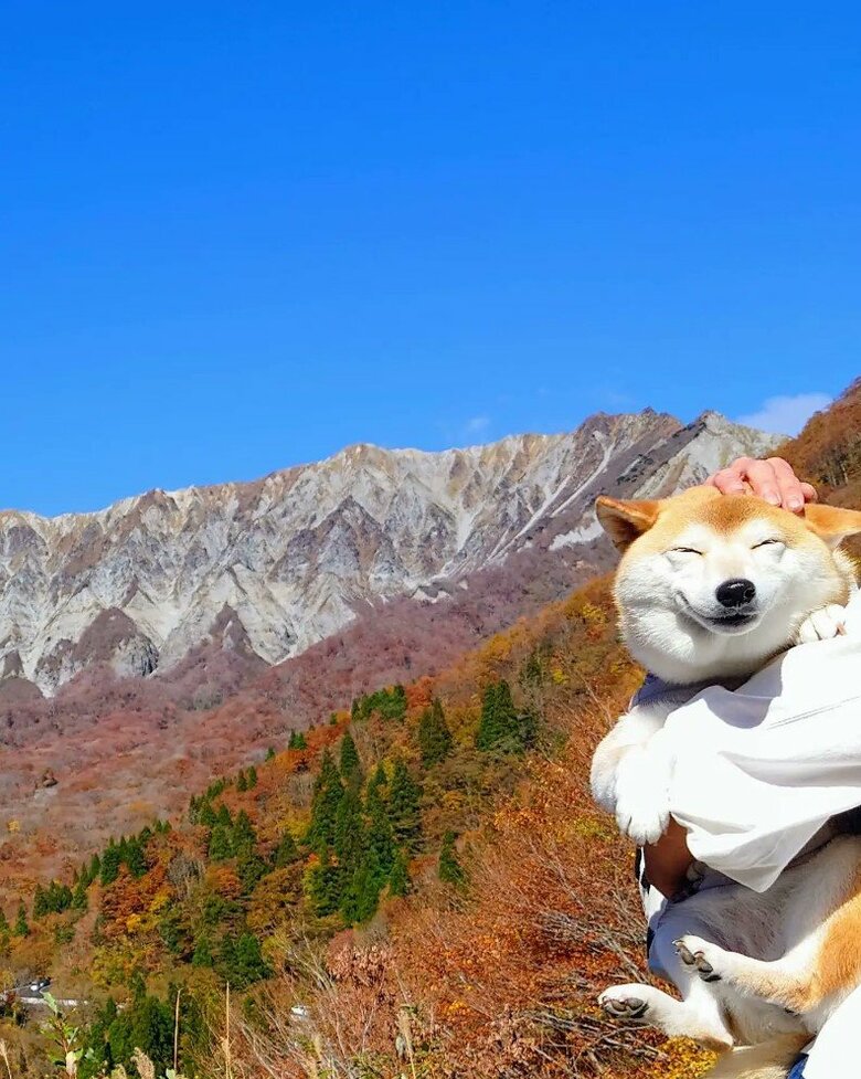 提供：柴犬チャーミーさん