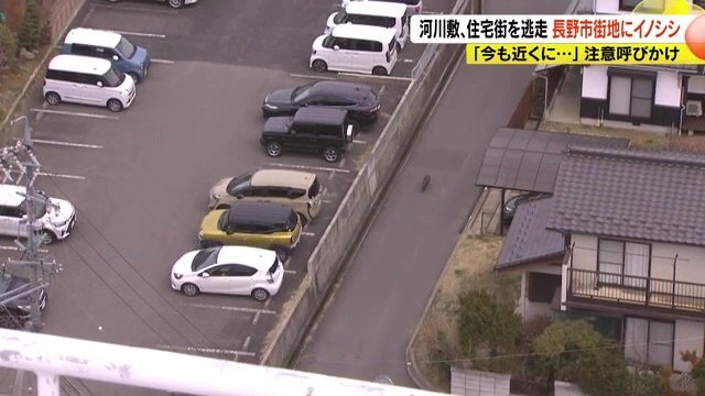 イノシシ
