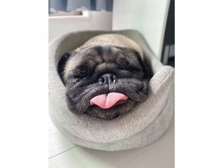 提供：ボンさん