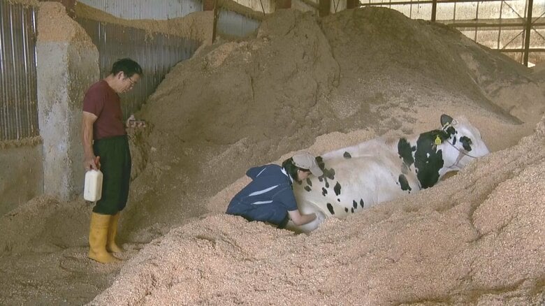 立てなくなってしまった乳牛を診る獣医師