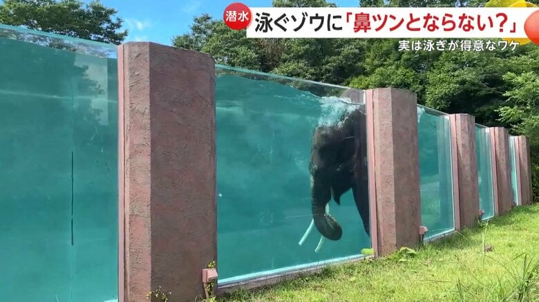 富士サファリパーク内の巨大なプールで、水の中を優雅に泳ぐゾウ（7月28日、静岡・裾野市）