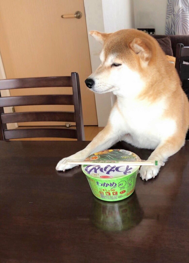 提供：柴犬ももさん