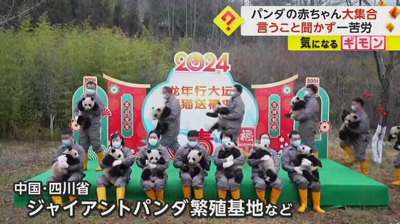 中国・四川省のジャイアントパンダ繁殖基地などで行われた春節に向けた撮影会