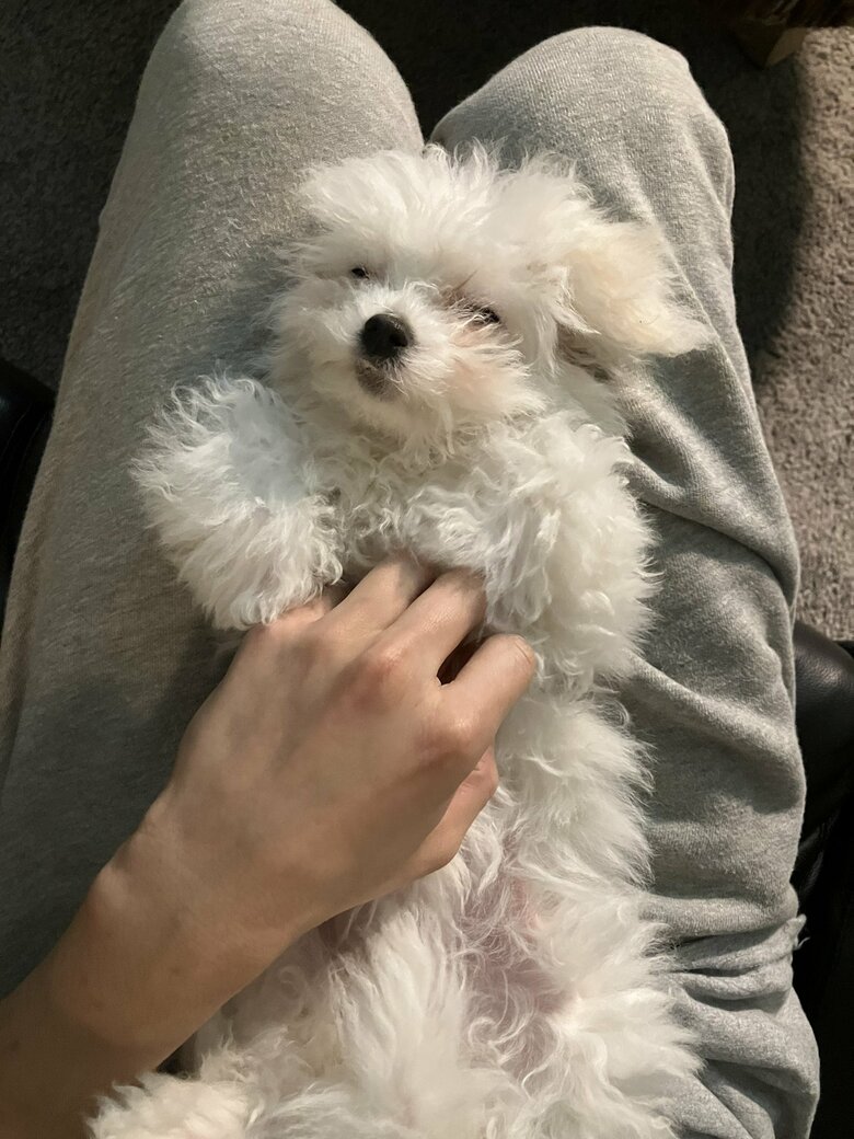 提供：白く、柔らかな犬さん