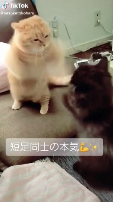 提供：サスケと小春さん