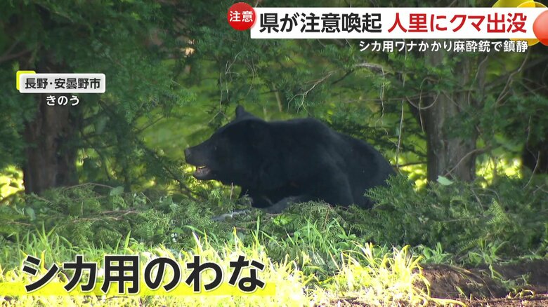 シカ用のワナにかかったクマ