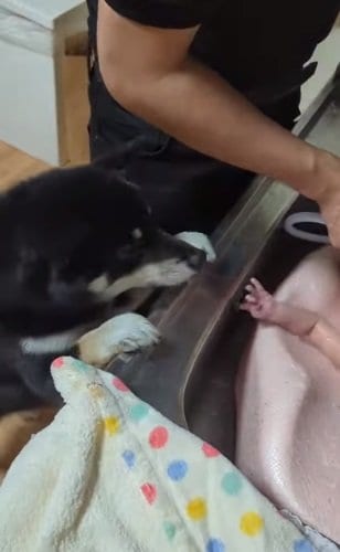 沐浴中のさっちゃんを見守る天すけくん
