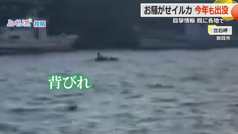 釣り客が撮影した映像